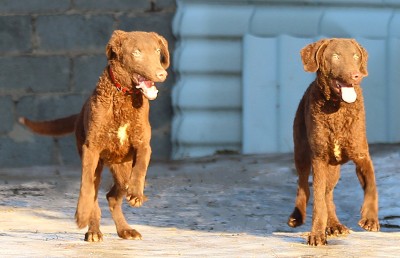 Чесапик-бей-ретривер